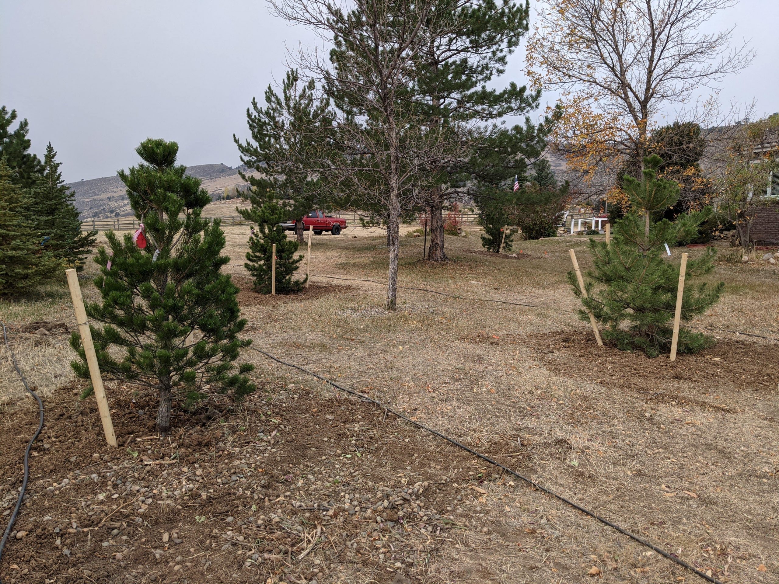 Lotic Irrigation Plant Tree Installation 03 min scaled - Lotic Irrigation | Irrigation Repair & Lawn Maintenance | Fort Collins, CO | Experienced Professionals