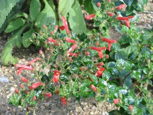 Nature's Canvas: Transform Your Yard with Our Landscape Magic #1 14 - Lotic Irrigation Plant Tree Installation 05 min - Lotic Irrigation | Irrigation Repair & Lawn Maintenance | Fort Collins, CO | Experienced Professionals Lotic Irrigation Plant Tree Installation 05 min - Lotic Irrigation | Irrigation Repair & Lawn Maintenance | Fort Collins, CO | Experienced Professionals