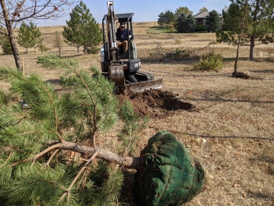 Lotic Irrigation Plant Tree Installation 08 min scaled e1778042028333 - Lotic Irrigation | Irrigation Repair & Lawn Maintenance | Fort Collins, CO | Experienced Professionals