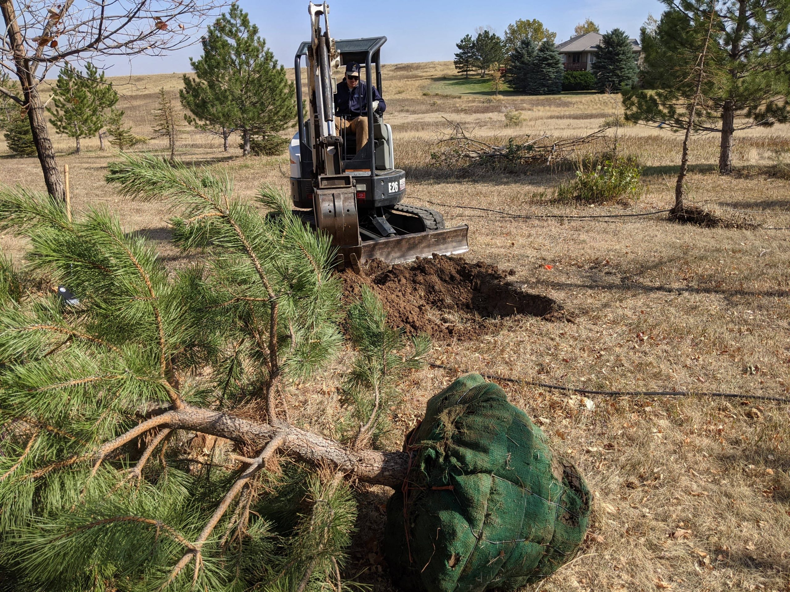 Lotic Irrigation Plant Tree Installation 08 min scaled - Lotic Irrigation | Irrigation Repair & Lawn Maintenance | Fort Collins, CO | Experienced Professionals