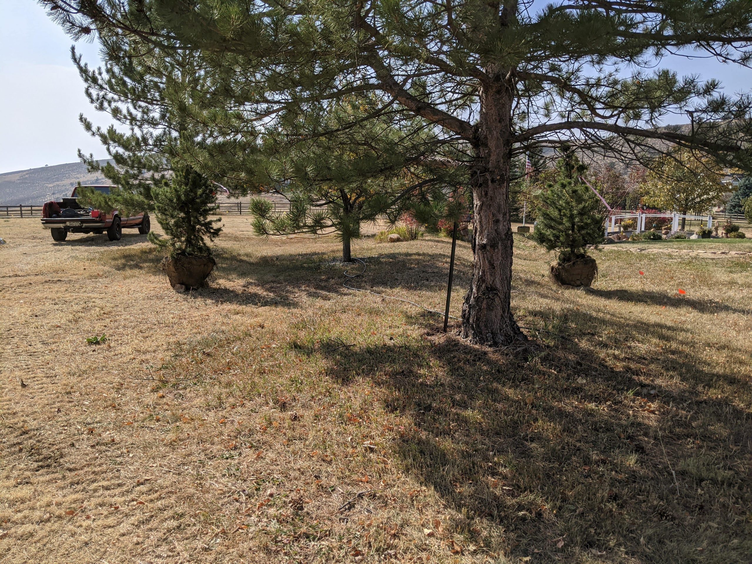 Lotic Irrigation Plant Tree Installation 14 min scaled - Lotic Irrigation | Irrigation Repair & Lawn Maintenance | Fort Collins, CO | Experienced Professionals